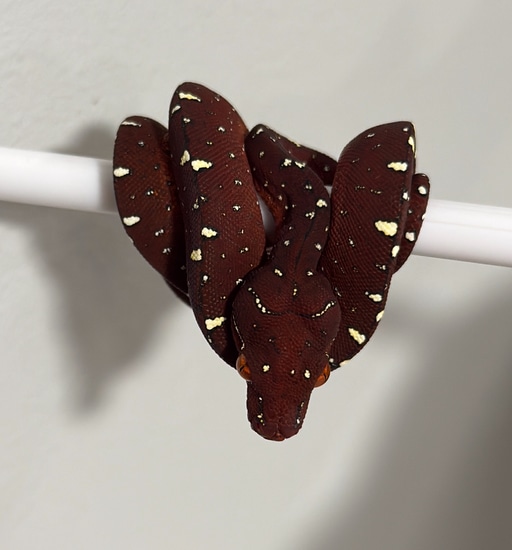 Free Shipping!! Cyclops X Blue Line Green Tree Python by MidWest Scales