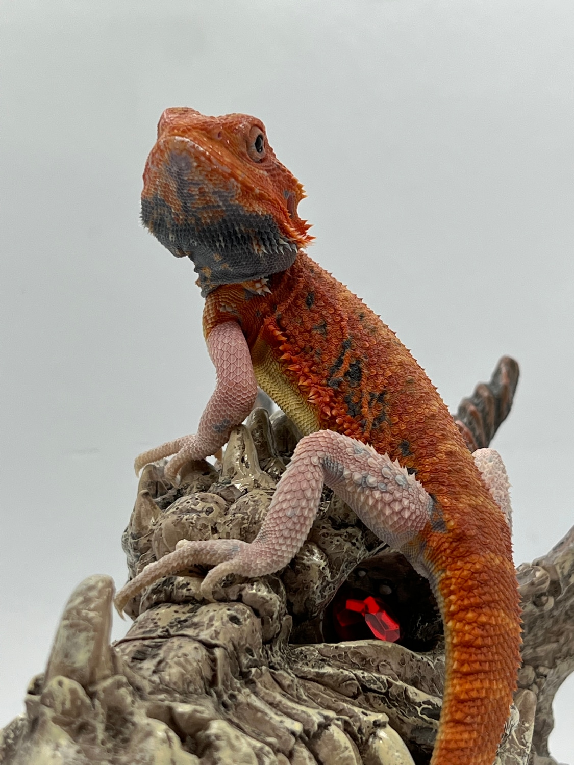 Paradox Red Hypo Trans Central Bearded Dragon by Blazed Bearded Dragons MorphMarket