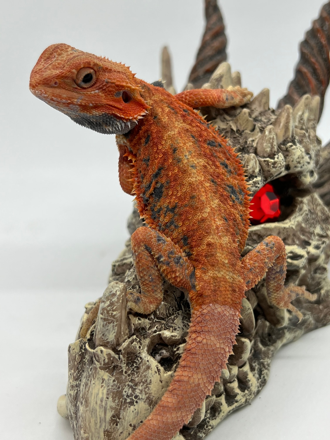 Paradox Red Hypo Trans Central Bearded Dragon by Blazed Bearded Dragons MorphMarket