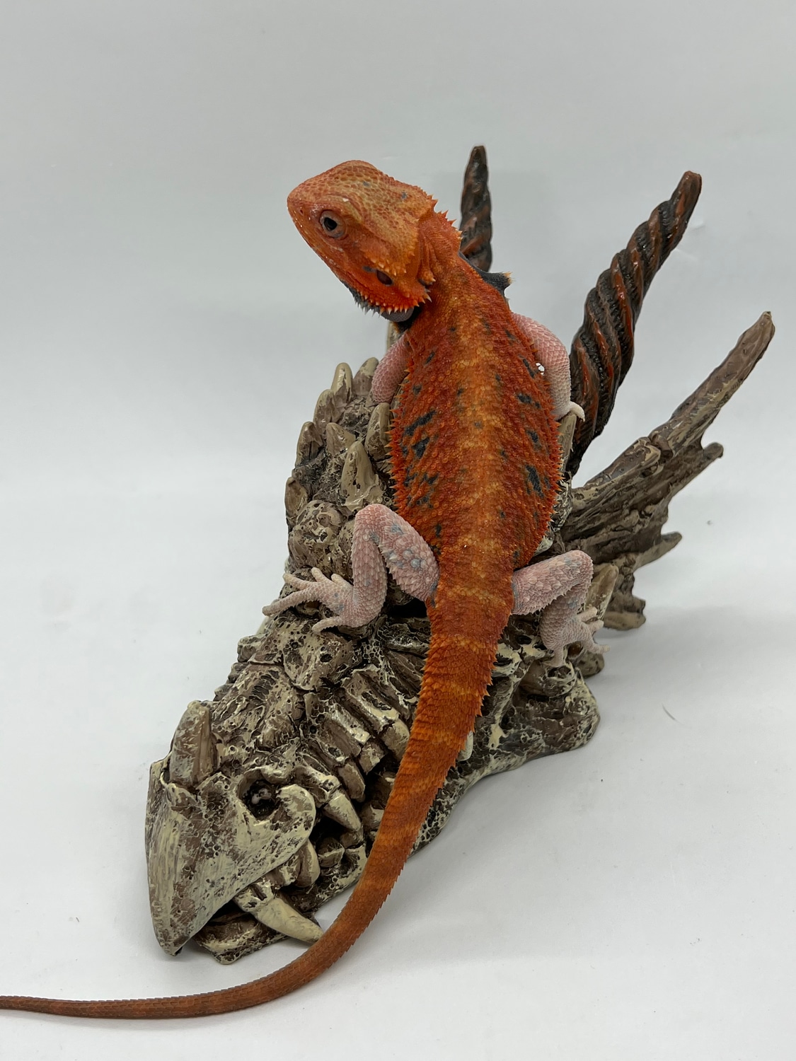Paradox Red Hypo Trans Central Bearded Dragon by Blazed Bearded Dragons MorphMarket
