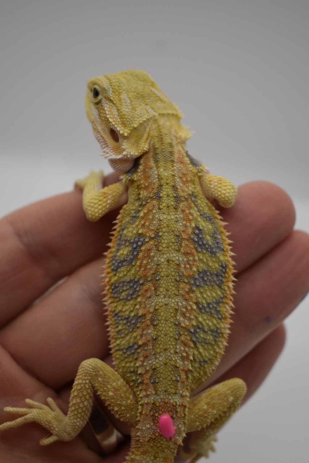 Citrus Tiger Hypo Female 8 Central Bearded Dragon by Blazin Dragons