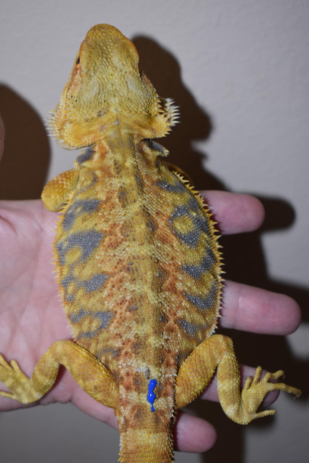 Citrus Tiger Leather Male 3 Central Bearded Dragon by Blazin Dragons