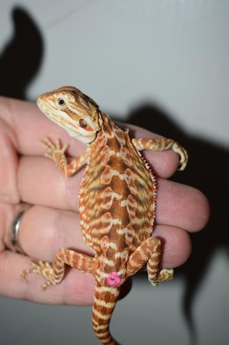 Red Leather Female 3 Central Bearded Dragon