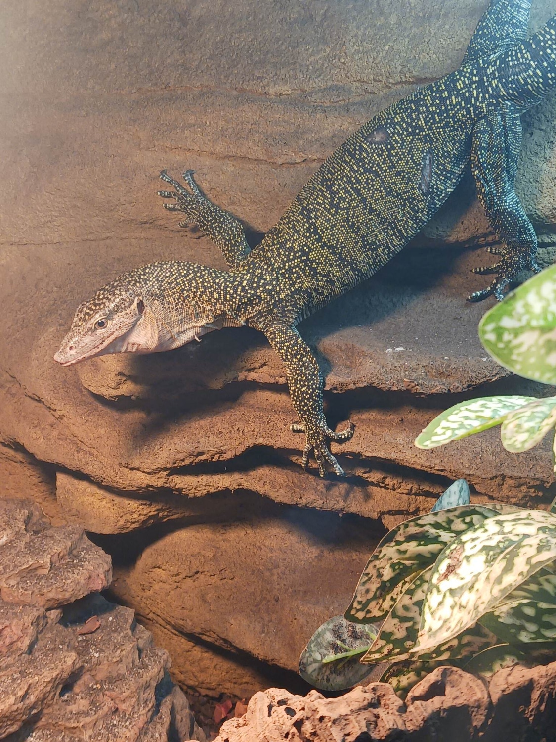 Juvenile Mangrove Monitor by Blazing Gecko Productions - MorphMarket