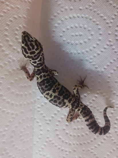Mack Snow Male Leopard Gecko by Blazing Reptiles