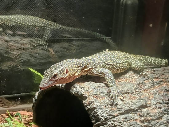 Juvenile Mangrove Monitor by Blazing Reptiles, LLC.