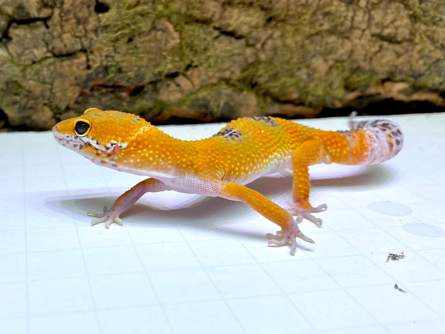 Tangerine Inferno Pos Giant (Ruben) Leopard Gecko by Blep Boys ...
