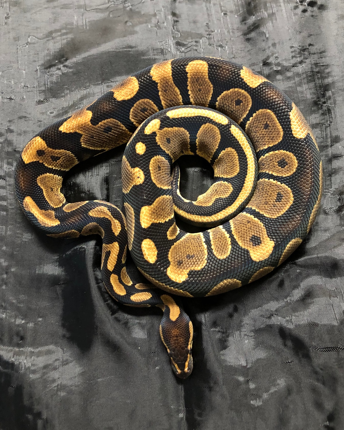 Chocolate Ball Python by Blocker's Ball Pythons - MorphMarket