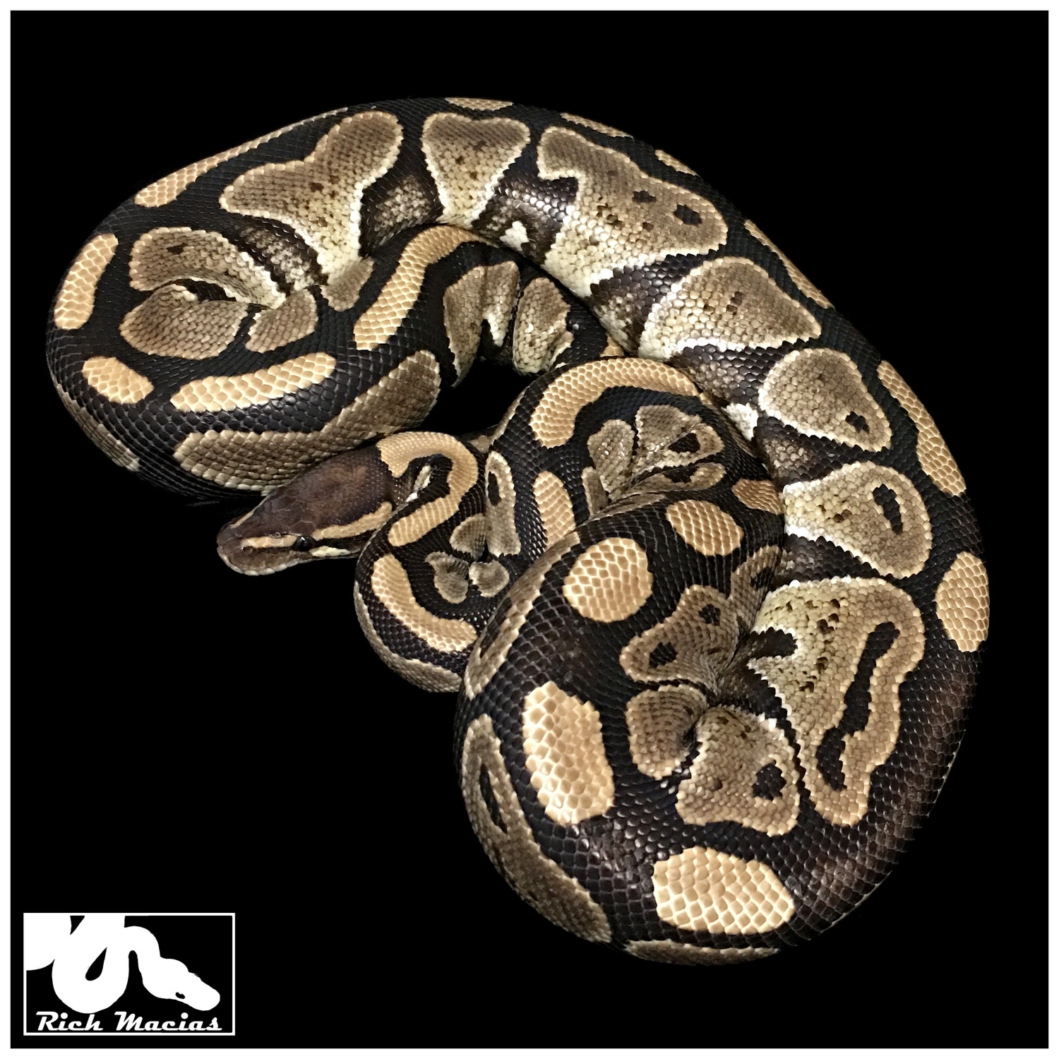 Russo Ball Python by Bloodlines By Rich Macias - MorphMarket