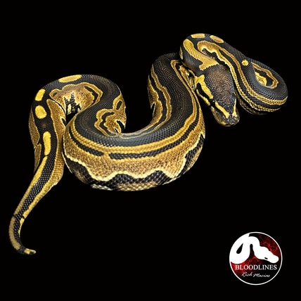 Albino 66% Poss. Het Tri-Stripe Ball Python by Bloodlines By Rich ...