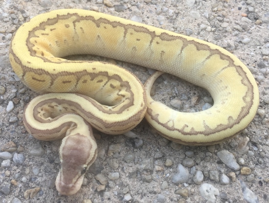 Emperor Pin Ball Python by Next Generation Morphs