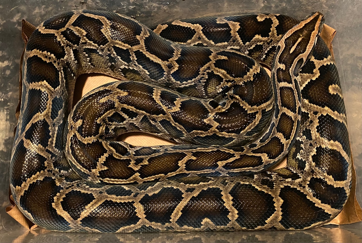 Florida LTC Burmese Python by Next Generation Morphs - MorphMarket