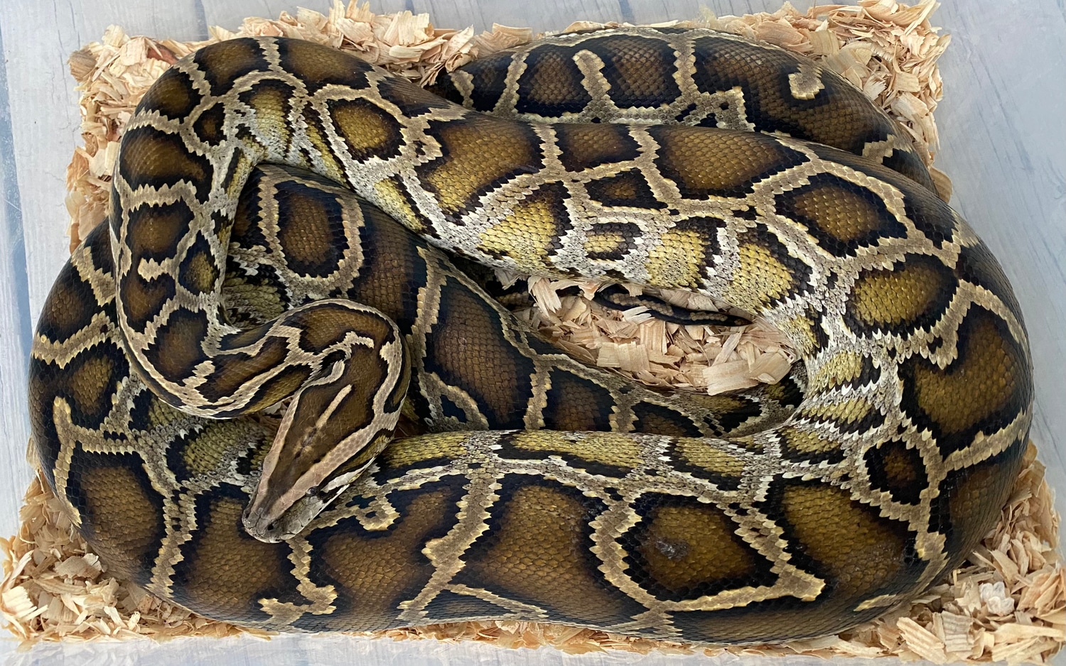 Normal Het Caramel Burmese Python by Next Generation Morphs - MorphMarket