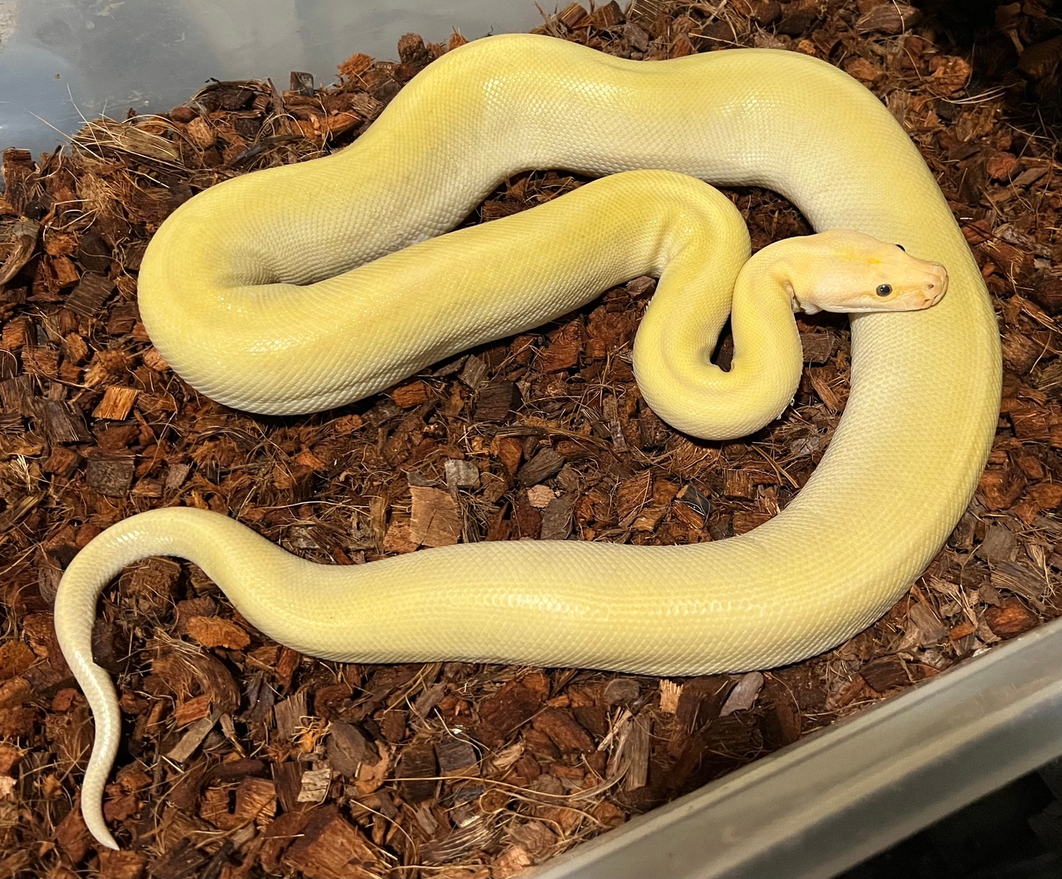 ♂ Hypo Green Granite Het Albino Burmese Python by Next Generation ...
