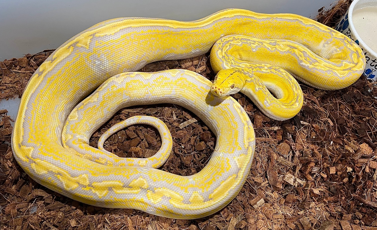 HOLDBACK ♀ Purple Albino Marble, 9’+ Reticulated Python by Next ...