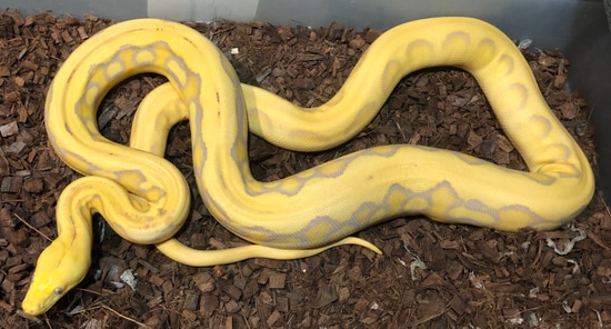 Purple Super Suntiger Reticulated Python by Next Generation Morphs