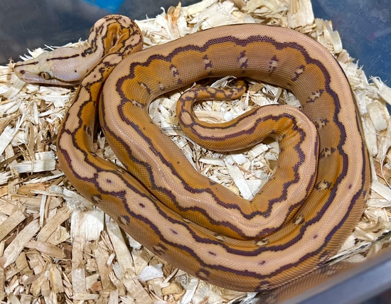 ♀Orange Glow Motley Poss Poss Platinum Citron Reticulated Python by ...