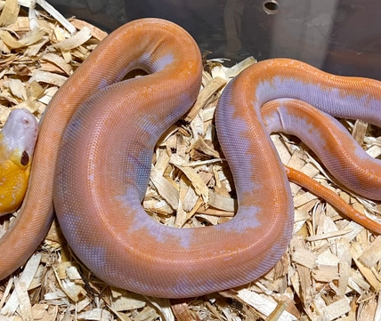 Lavender Albino Platinum Golden Child Sun Tiger Reticulated Python by ...