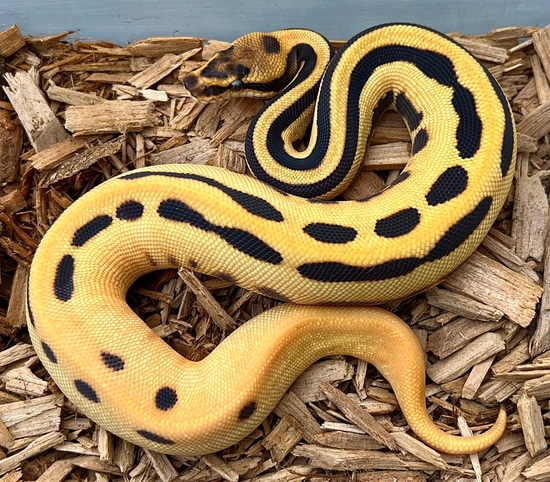 Super ODYB (Super) Leopard Het Clown Ball Pythons by Next