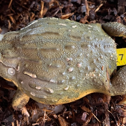 African Bullfrog (Pixie)