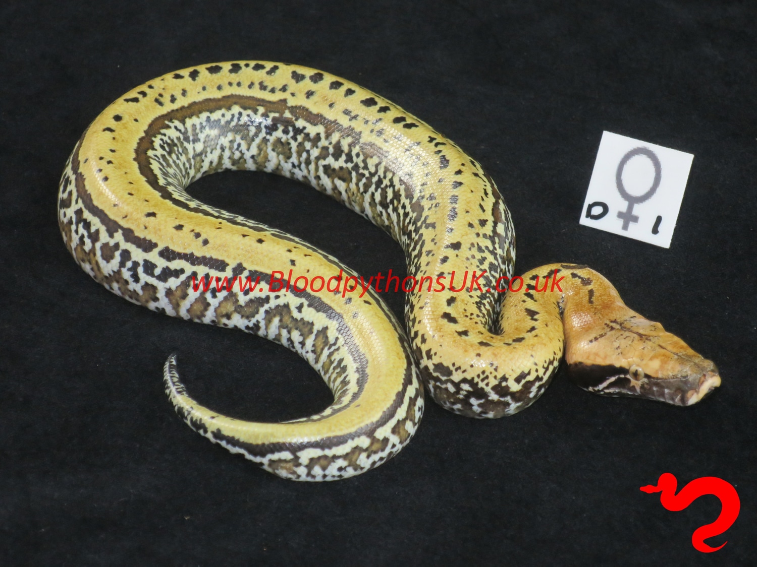 Pixel 100 T+ Cherry Bomb Blood Python by Blood Pythons UK MorphMarket