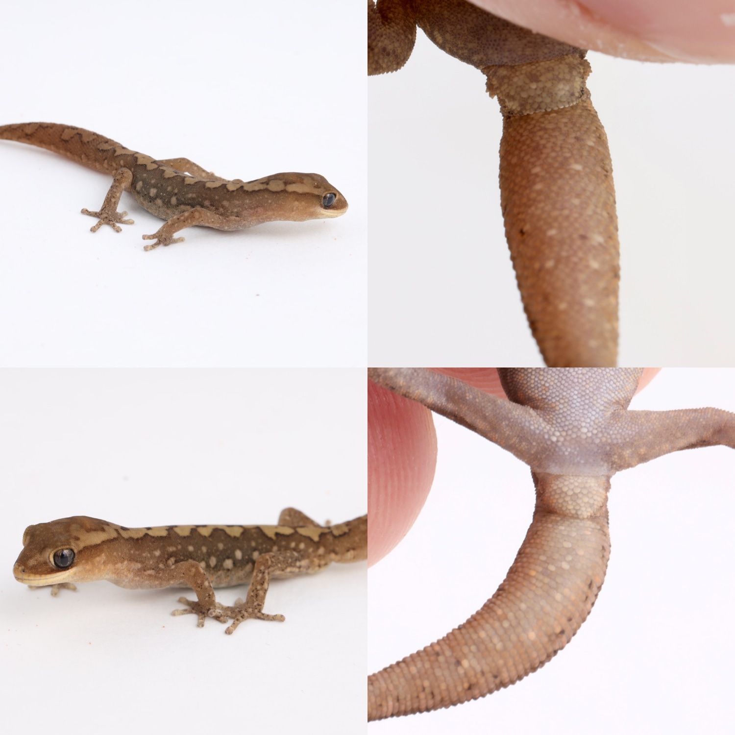 Pair Ranges Stone Geckos More Gecko by Bloody Goannas MorphMarket