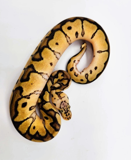 Pastel Monarch Ball Python Pastel, Clown, Het Monarch Ball Python by #piedislife