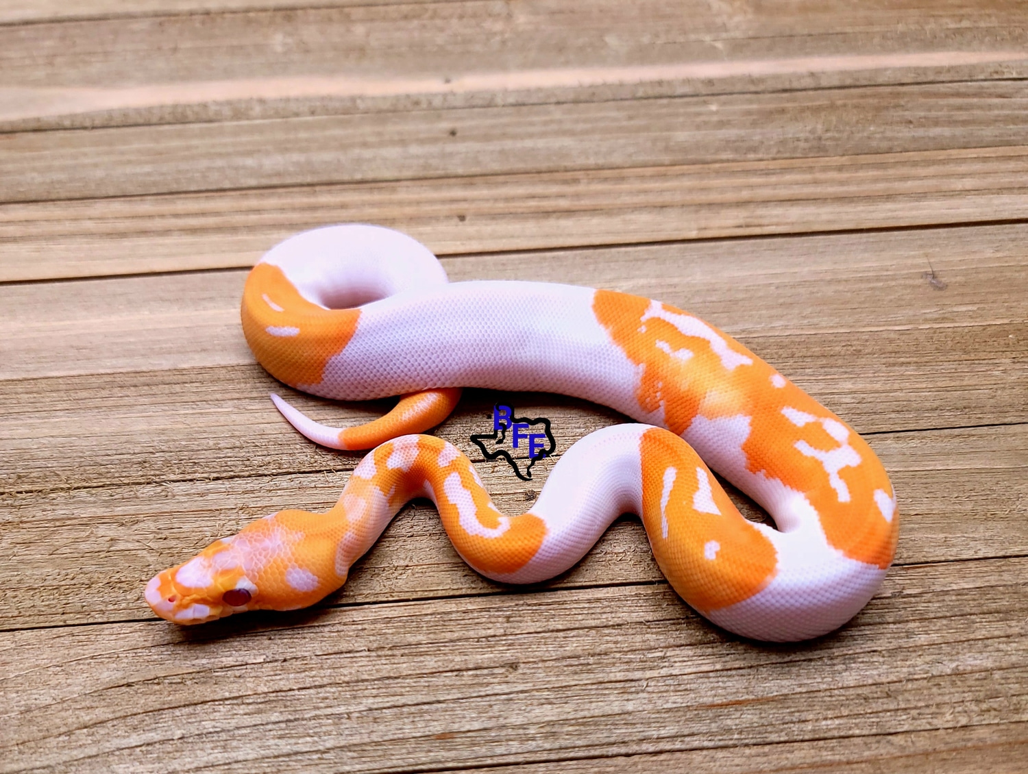 Leopard Lavender Clown Pied Ball Python by Blue Family Exotics ...
