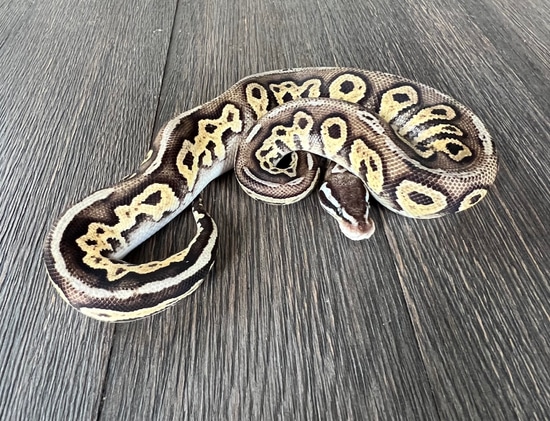 * NO RESERVE* Firefly Blackhead Het Red Axanthic Ball Python by Blue ...