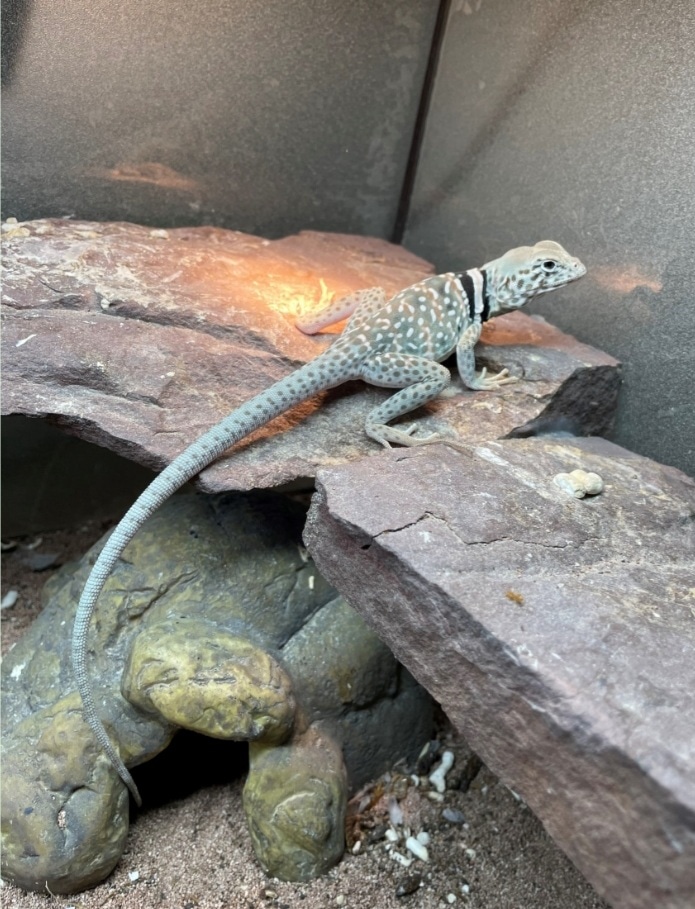 High White Collared More Lizard by BlueBone Exotics MorphMarket