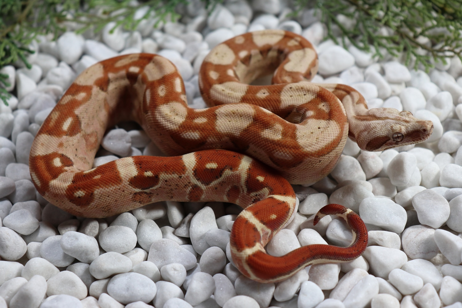 VPI T+ Sunglow Aztec Boa Constrictor by Blueprint Boas - MorphMarket