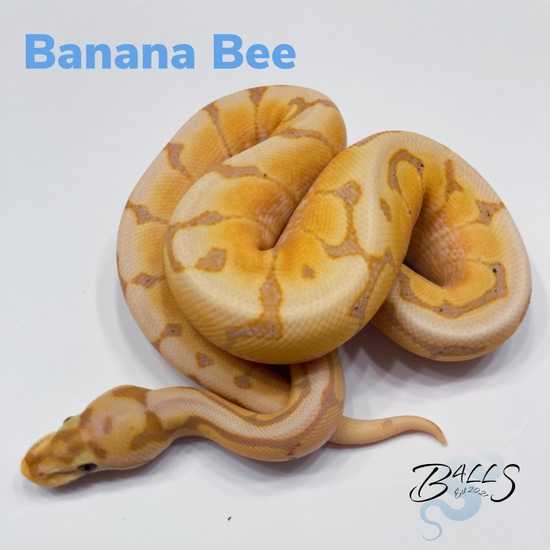 Banana Spider Ball Python by Balls for All