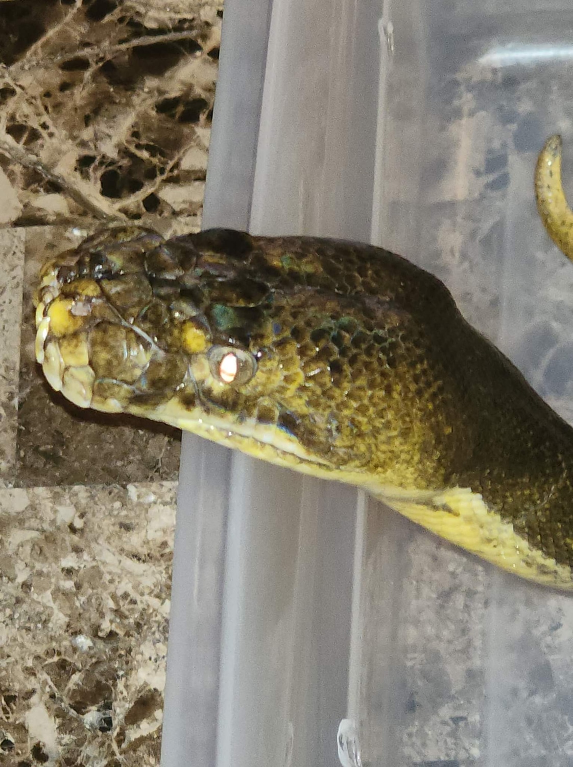 Phantom Goldenchild Tiger Het Purple Reticulated Python by Bluff City ...