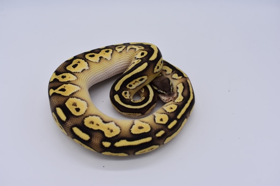 Lesser Black Head Ball Python by MonoMorphs Reptiles