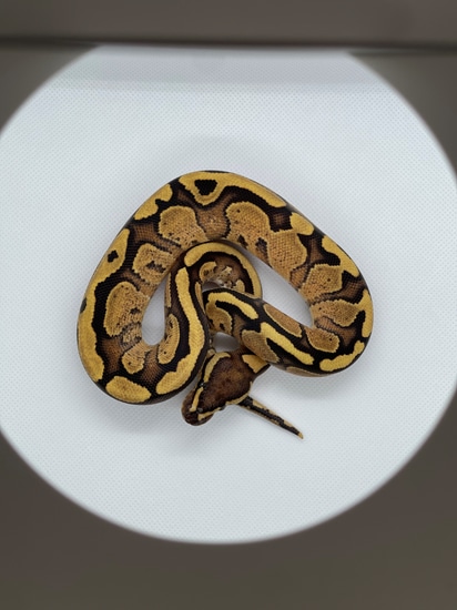 2.3 Fire Red Stripe 66% Het Monarch Group Ball Python by Maddox Morphs