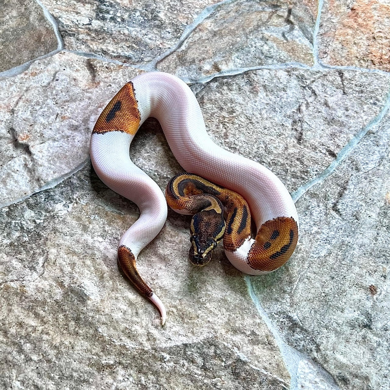 Pied Ball Python by Evolution Revolution - MorphMarket