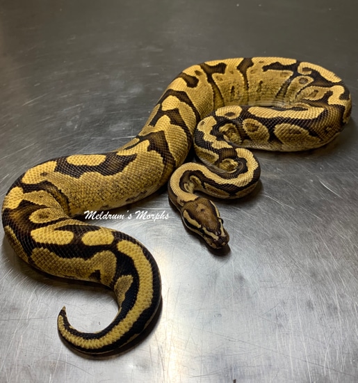 Sulfur Yellowbelly Het Clown Ball Python by Meldrum's Morphs