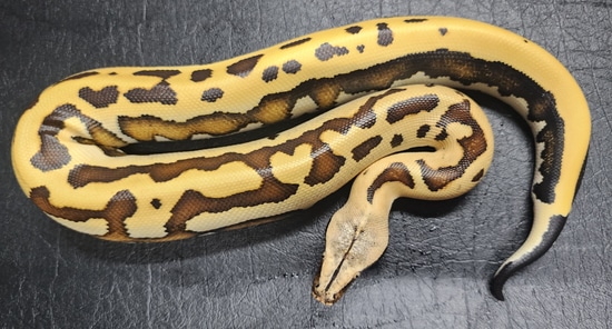 Goldeneye Het T Neg Blood Python by To Valhalla Reptiles