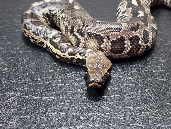 Blackhead Sumatran Sumatran Short-Tailed Python by To Valhalla Reptiles