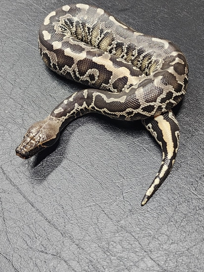 Blackhead Sumatran Sumatran Short-Tailed Python by To Valhalla Reptiles