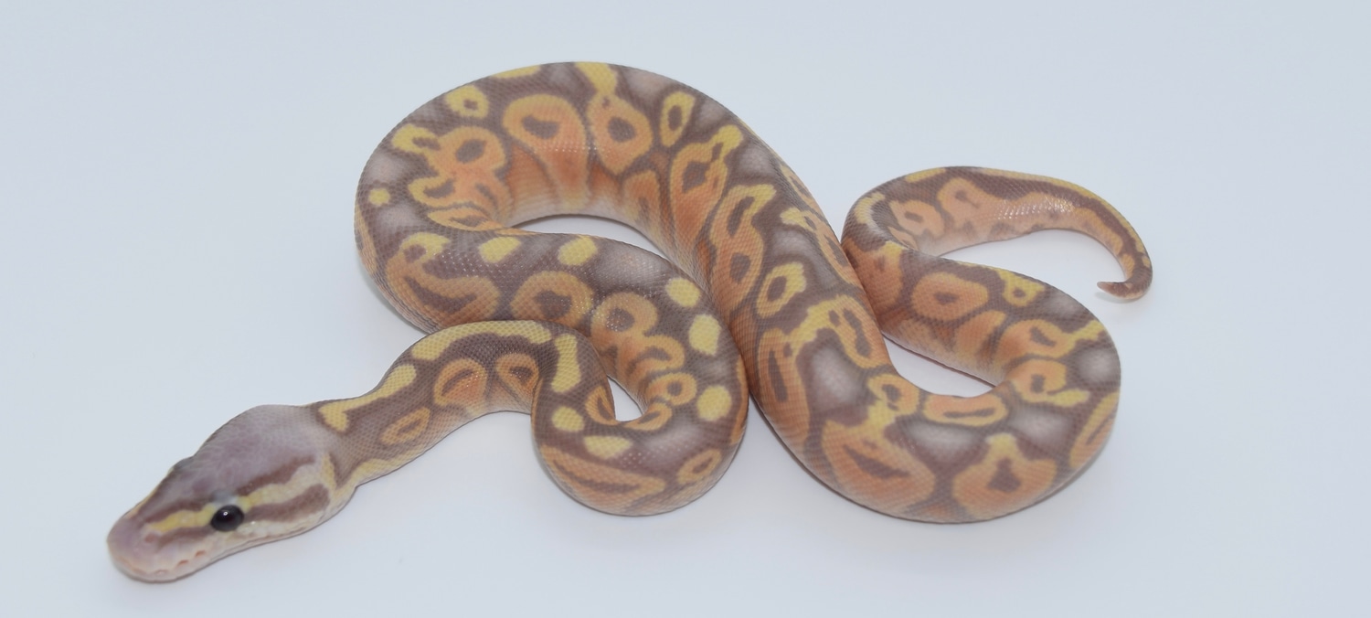Banana Sterling Ball Python by BMT Reptile Group - MorphMarket