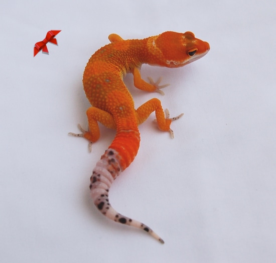 Tangerine Leopard Gecko by Bold & Bright Geckos