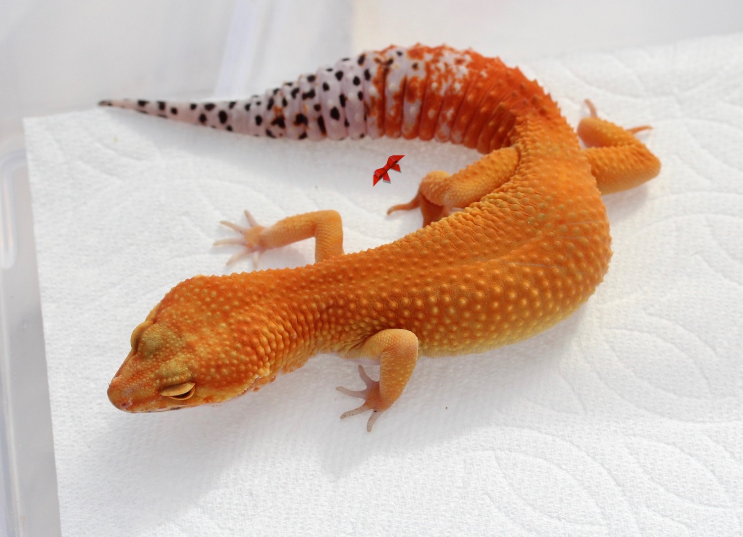 Tangerine, Poss Het Tremper Leopard Gecko by Bold & Bright Geckos