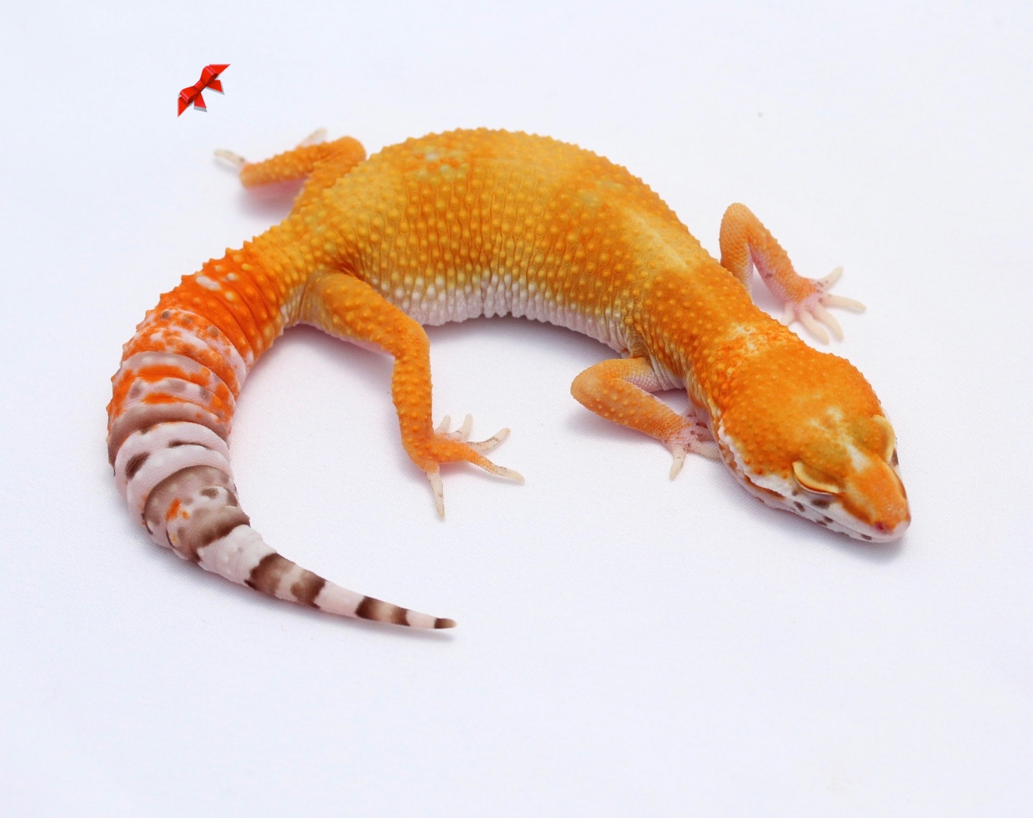 Tangerine Bell Leopard Gecko by Bold & Bright Geckos - MorphMarket