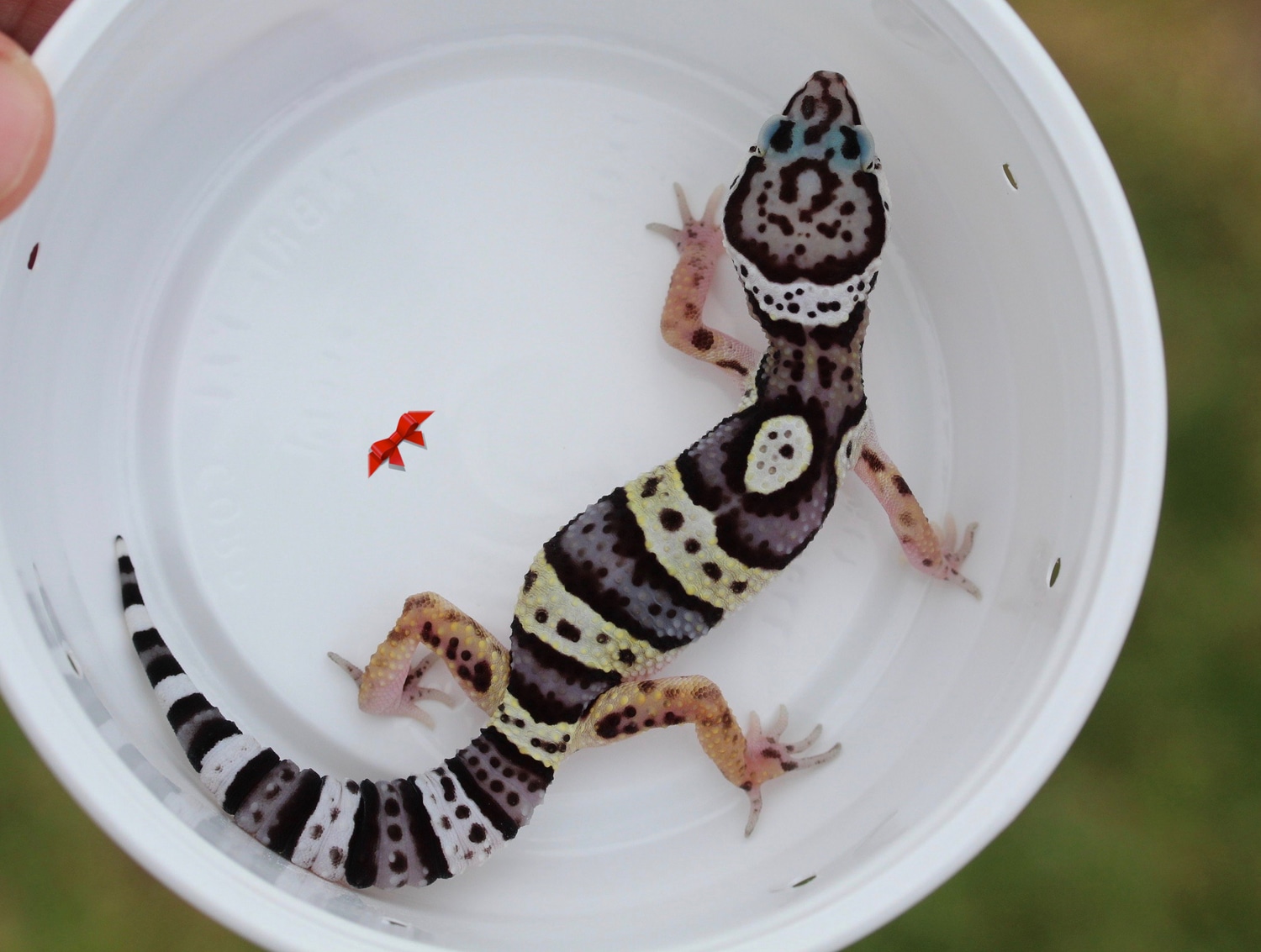 Black Night X Halloween Mask Leopard Gecko by Bold & Bright Geckos