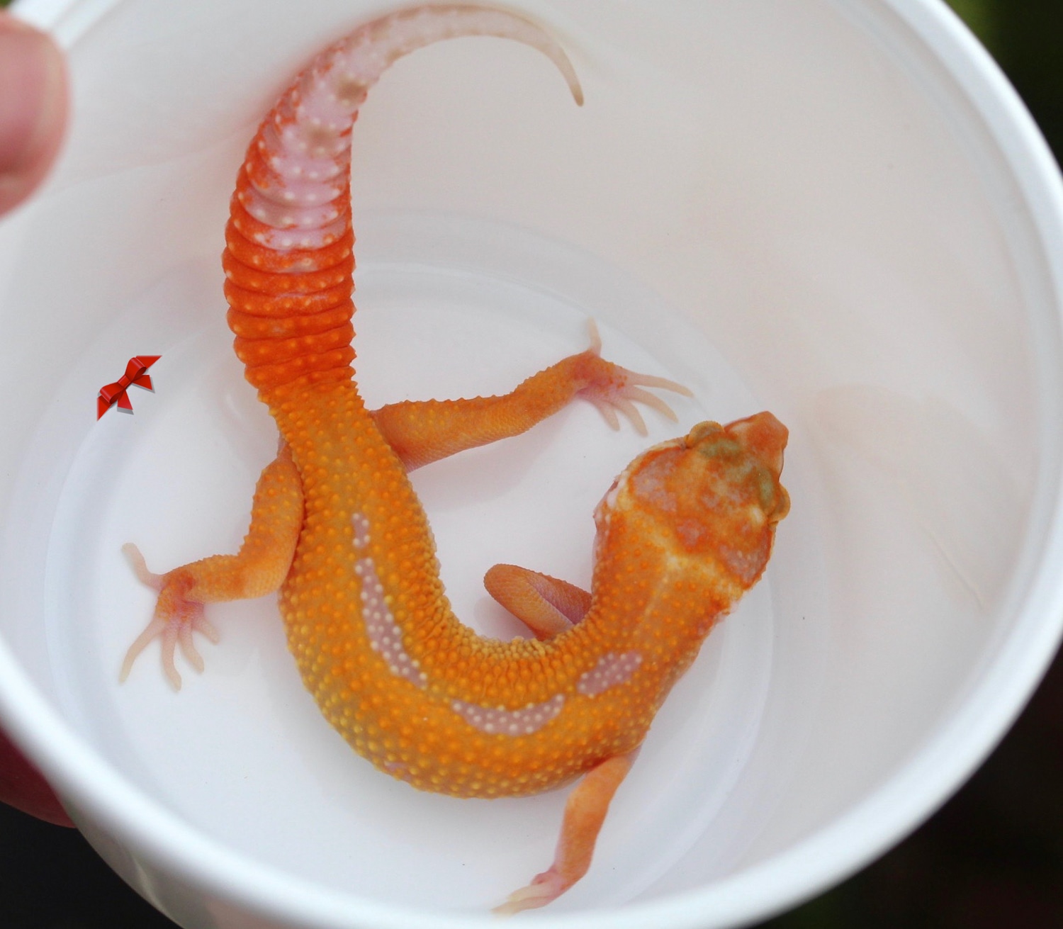 Reverse Stripe Tremper Tangerine Leopard Gecko by Bold & Bright Geckos
