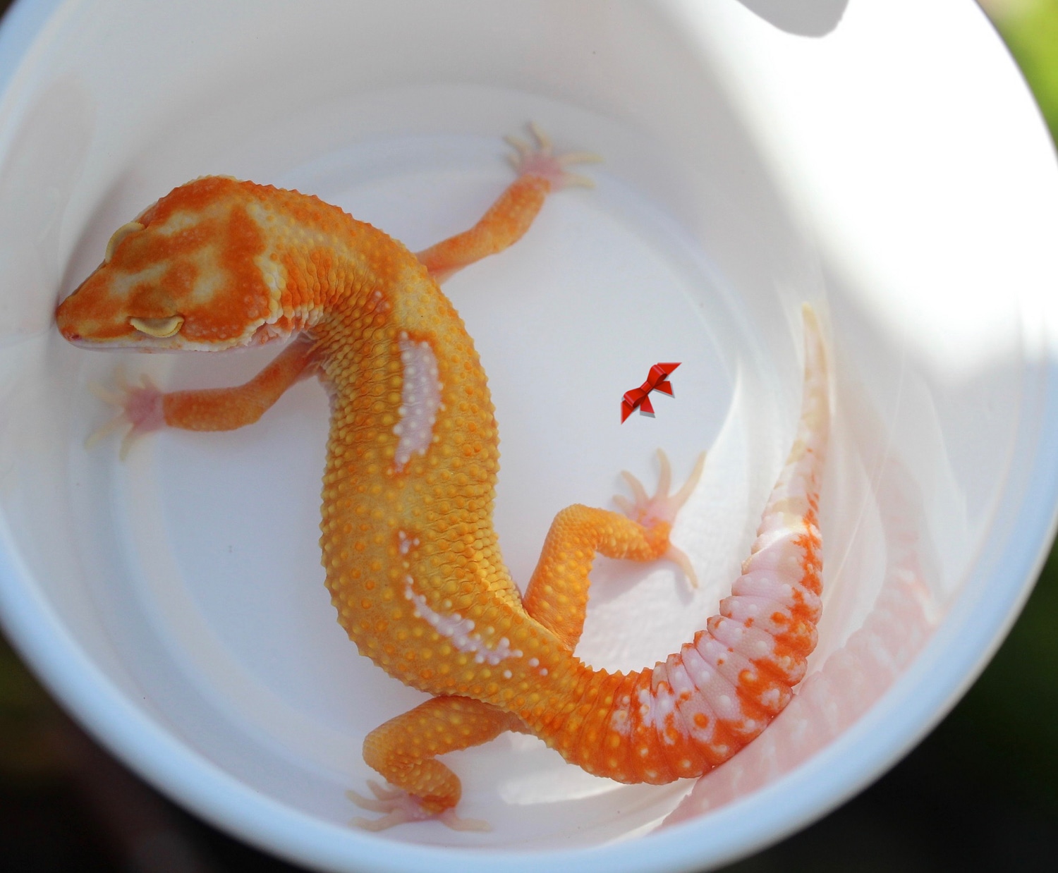 Reverse Stripe Carrot Head Tremper Leopard Gecko by Bold & Bright Geckos MorphMarket
