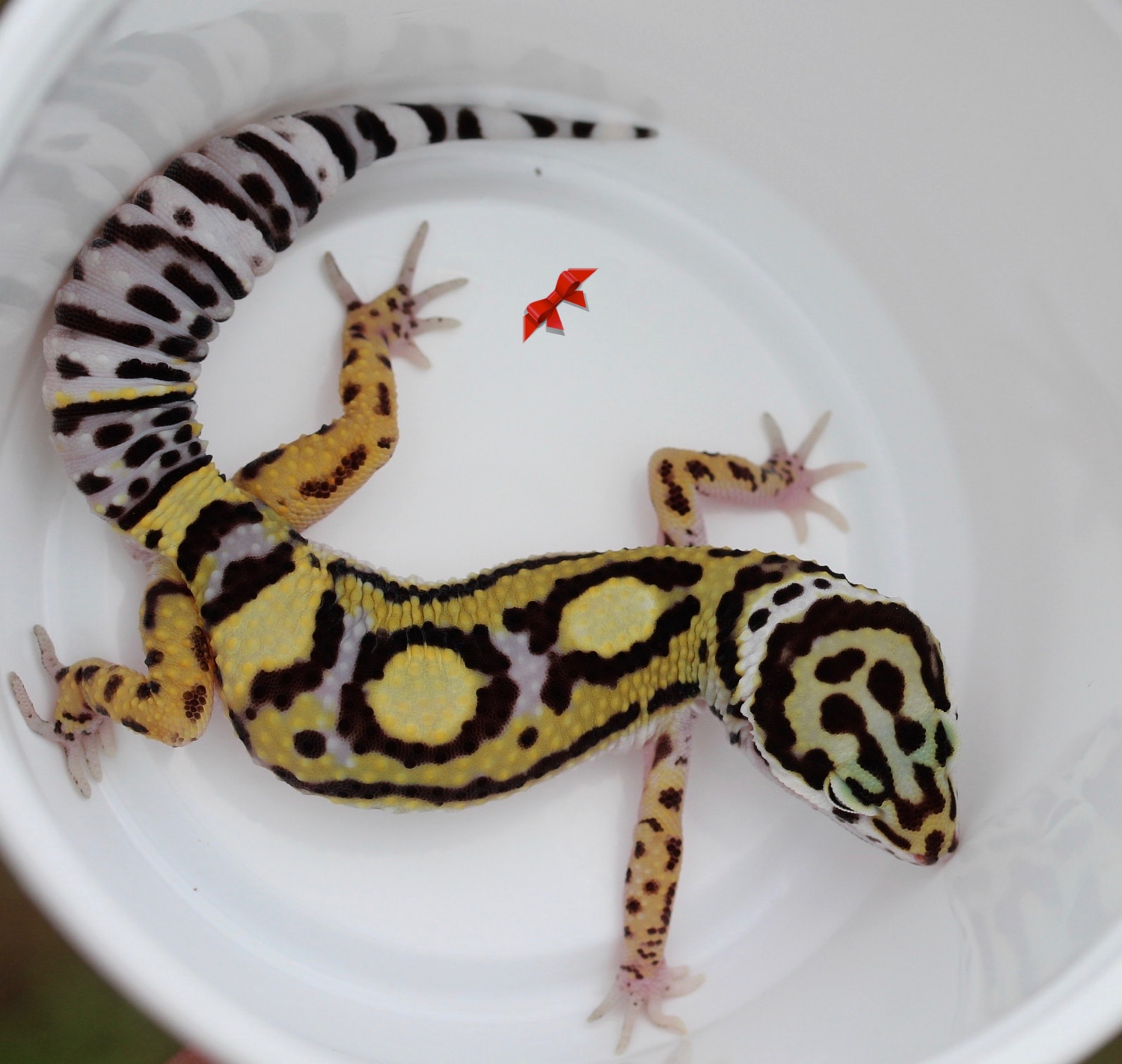 Black Night X Halloween Mask Leopard Gecko by Bold & Bright Geckos