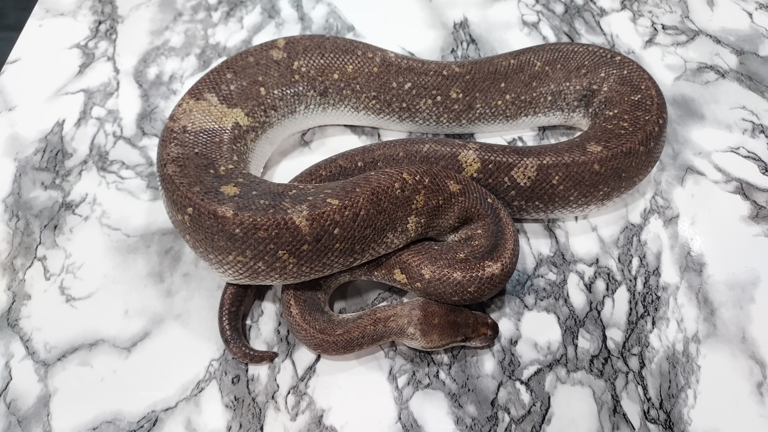 Super Cinnamon Pastel Ball Python by BND Morphs - MorphMarket