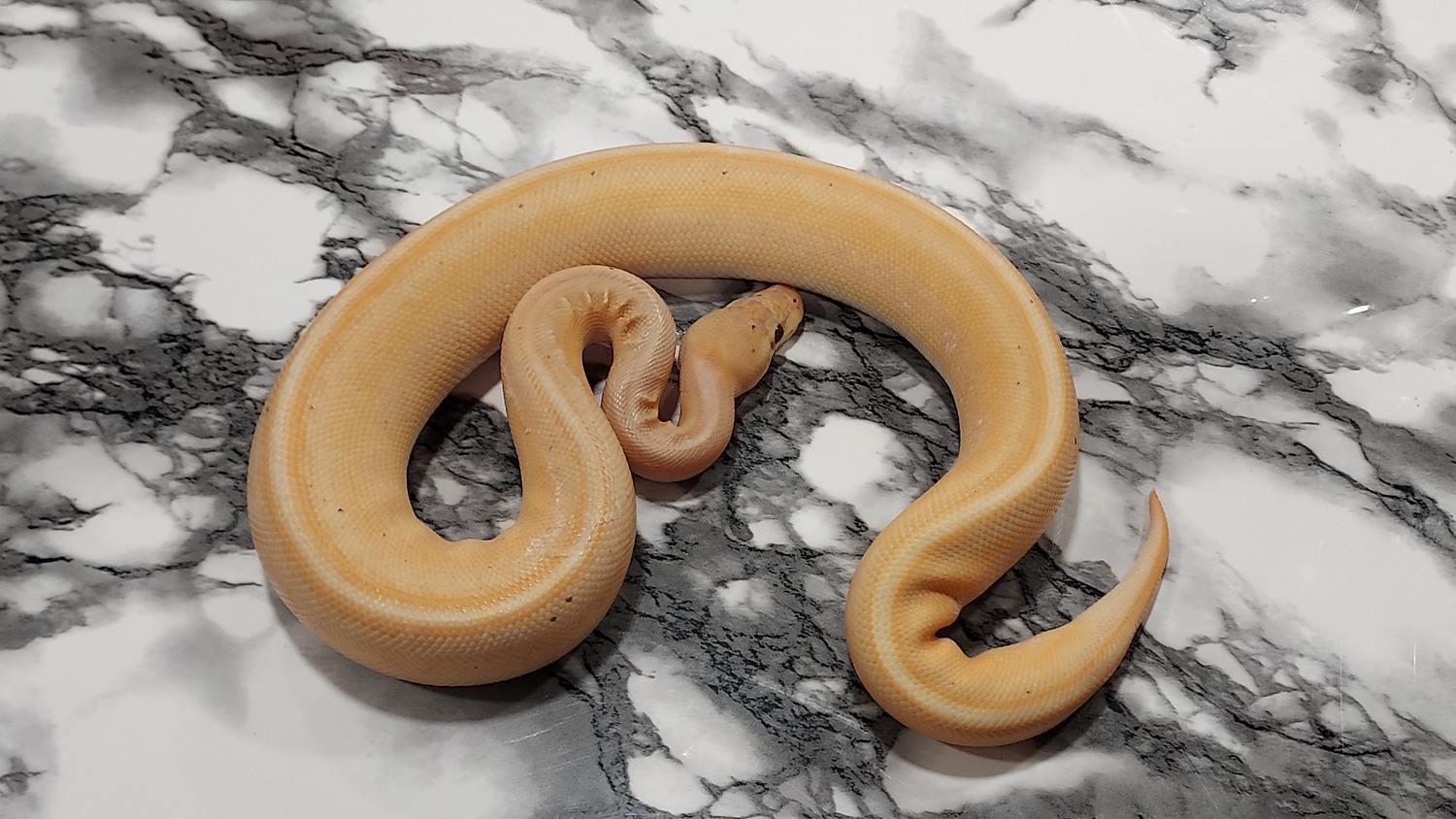 Cinnamon Enchi Banana Stripe Ball Python by BND Morphs